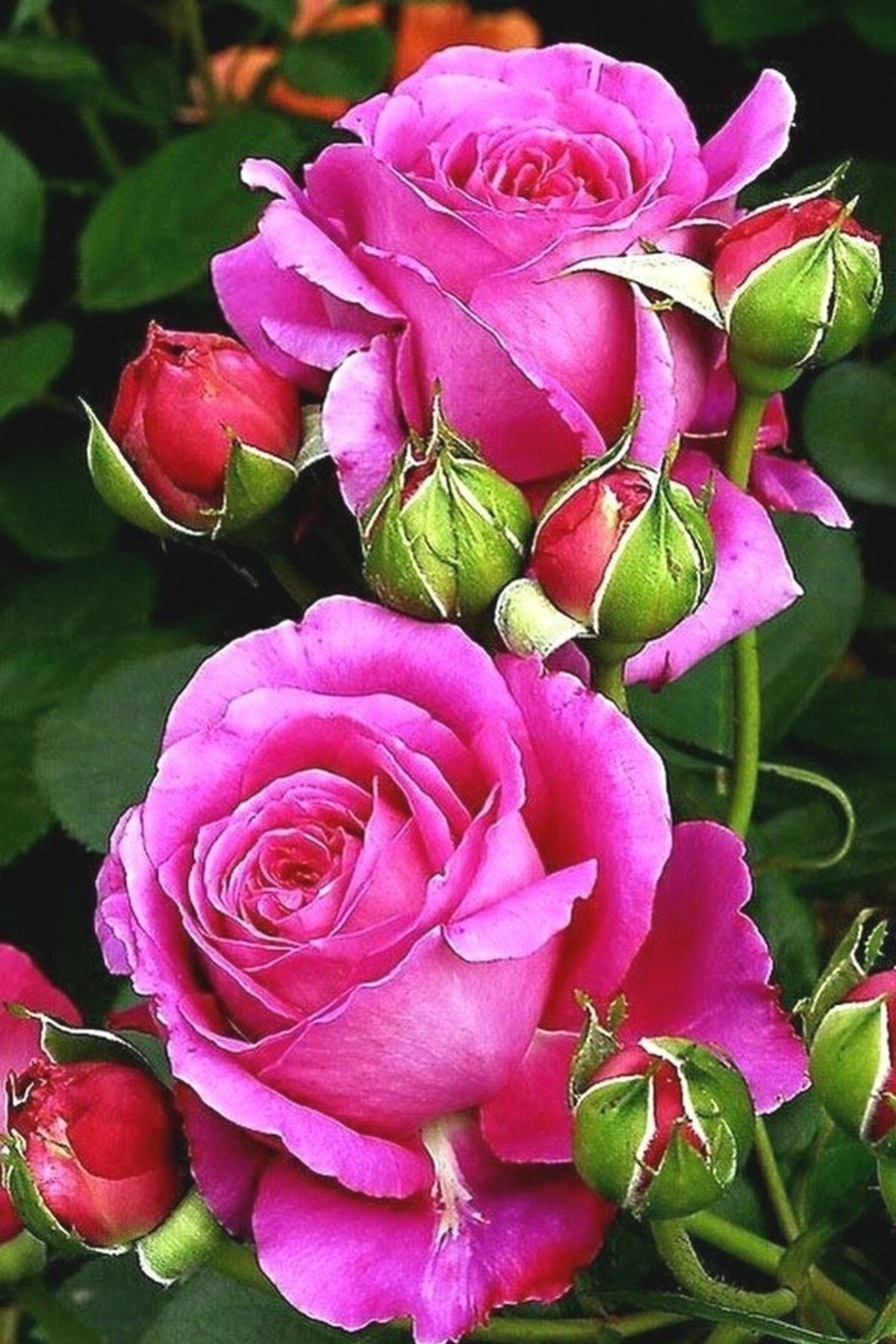 Pembe Gül Fidani Açık Kök Dikime Hazır 1 Adet