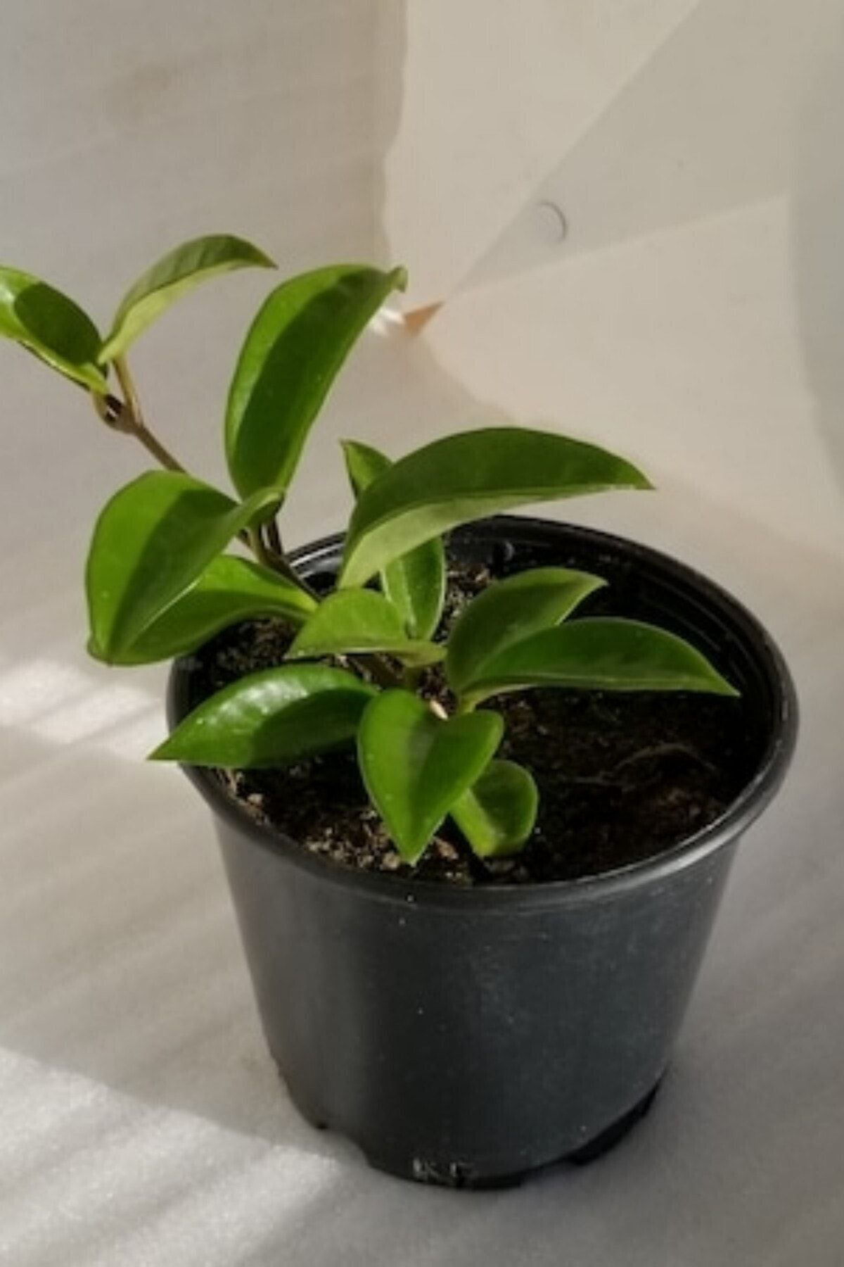 Mum Çiçeği (Çift Renk/10-15 cm)