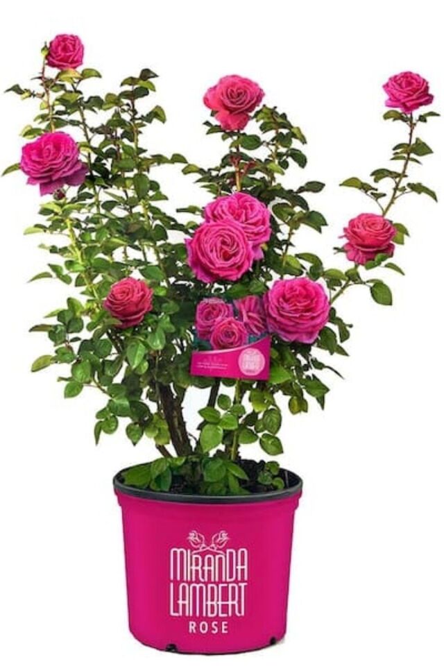 Pembe  açık kök gül fidesi fidanı   çiçek dikime hazır  17-18cm
