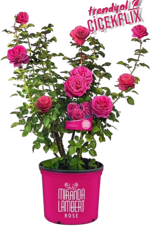 Pembe  açık kök gül fidesi fidanı   çiçek dikime hazır  17-18cm