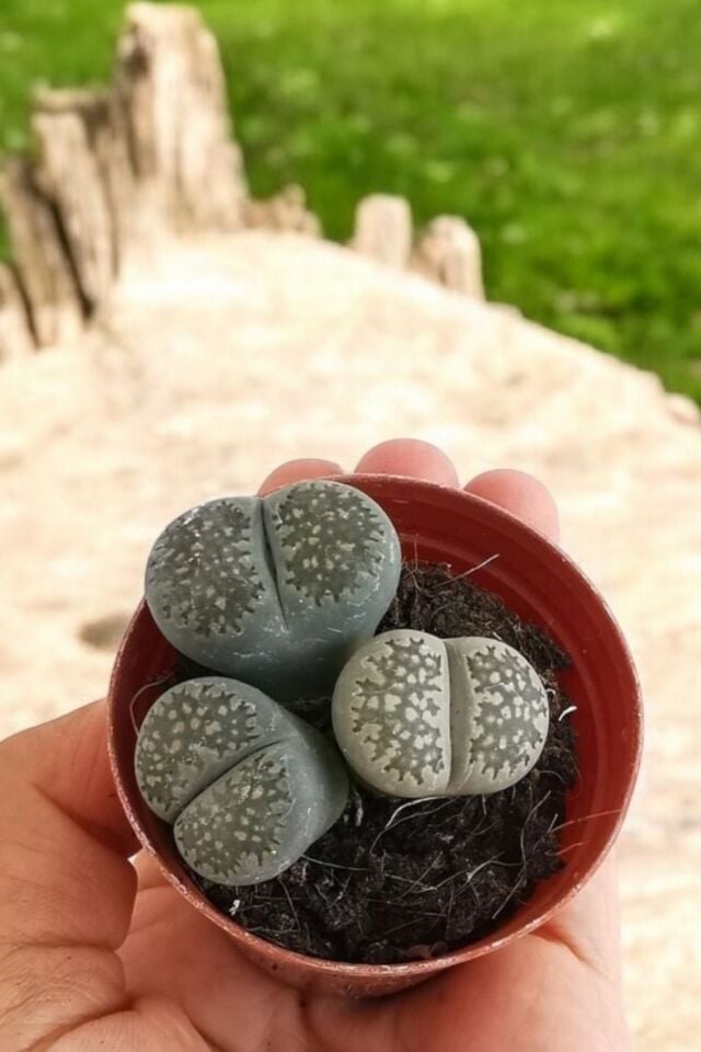 Yaşayan   canlı lithops  kaktüs  kaya türü özel seri 4-6cm
