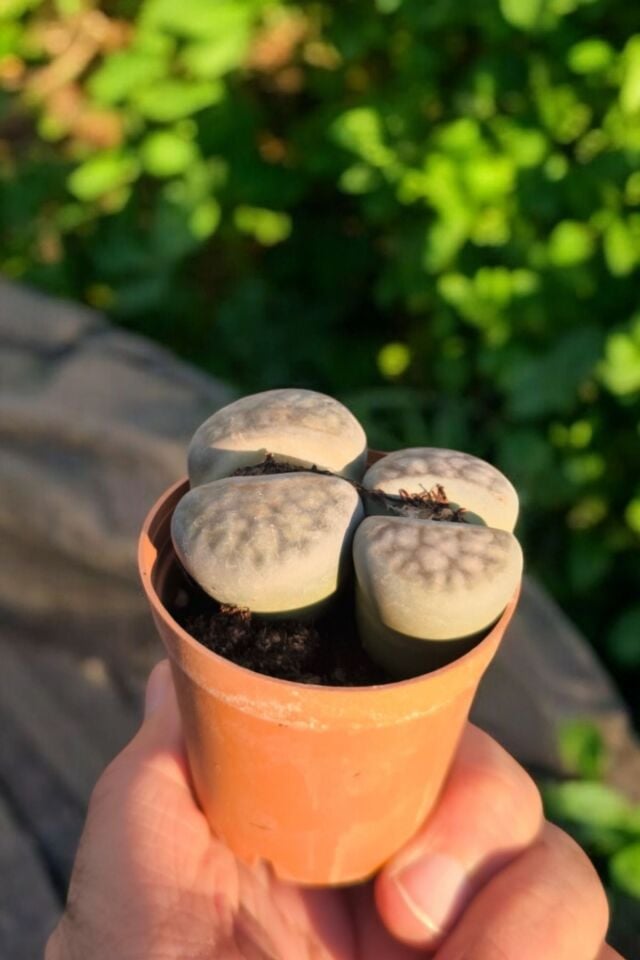 Taş sukulent   yaşayan canlı kaktüs özel tür  mini boy 5-7cm