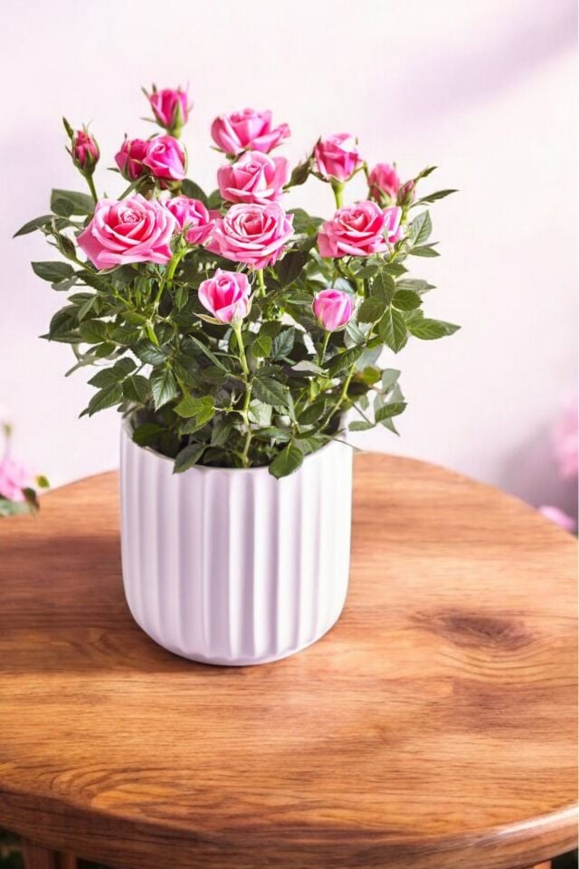 Pembe   gül  fidanı. Dikime hazır açık kök 23-25cm