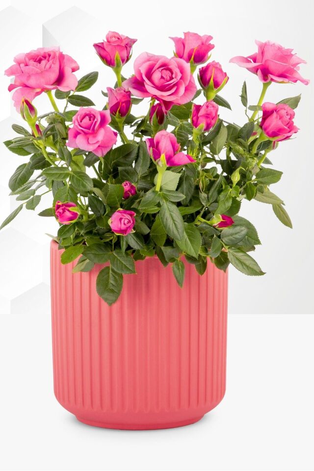 Ev salon pembe gül dikime hazır açık kök 22-25cm