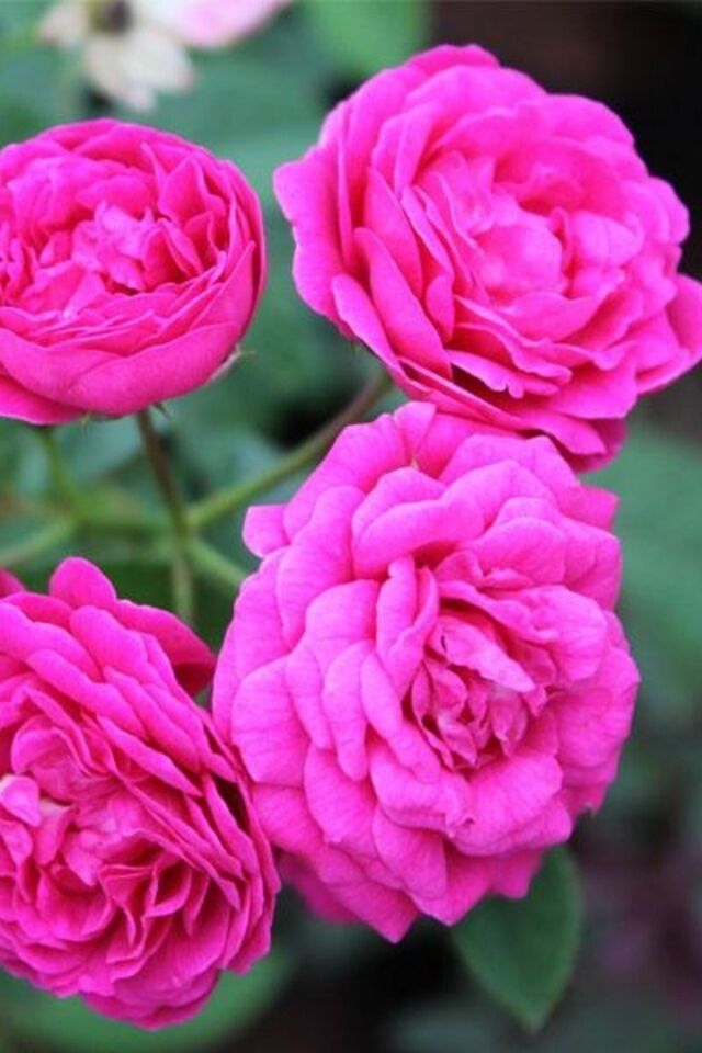 Magenta pembe hot Pink kokulu gül fidesi dikime hazır 17-20cm Açık kök