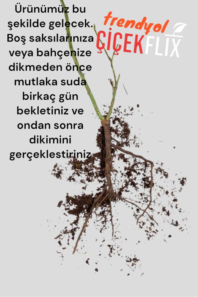 Beyaz katmerli kokulu Rio gül fidanı açık kök dikime hazır 20-21cm