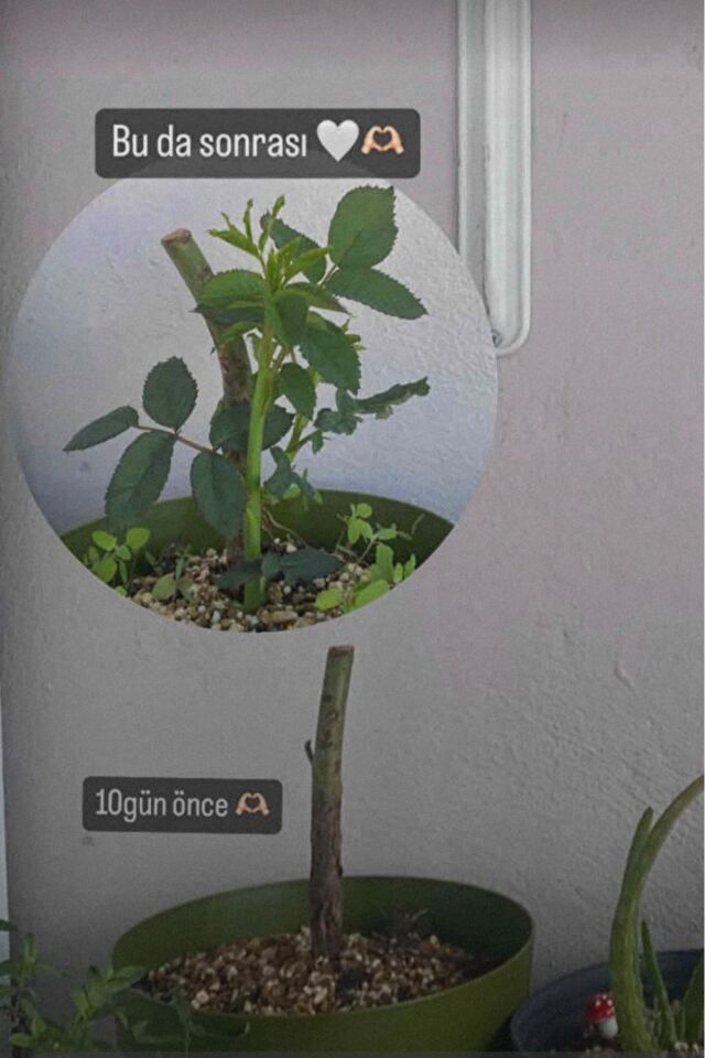 Beyaz katmerli kokulu Rio gül fidanı açık kök dikime hazır 20-21cm
