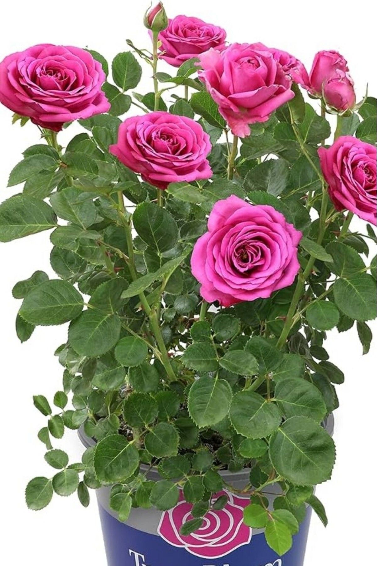 Bloom Lila gül fidesi dikime hazır AÇIK KÖK  23-26cm