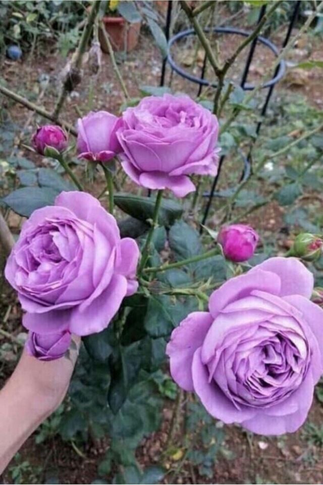Aşılı joker  gül (LiLa  ) dikime hazır açık kök  24-26cm