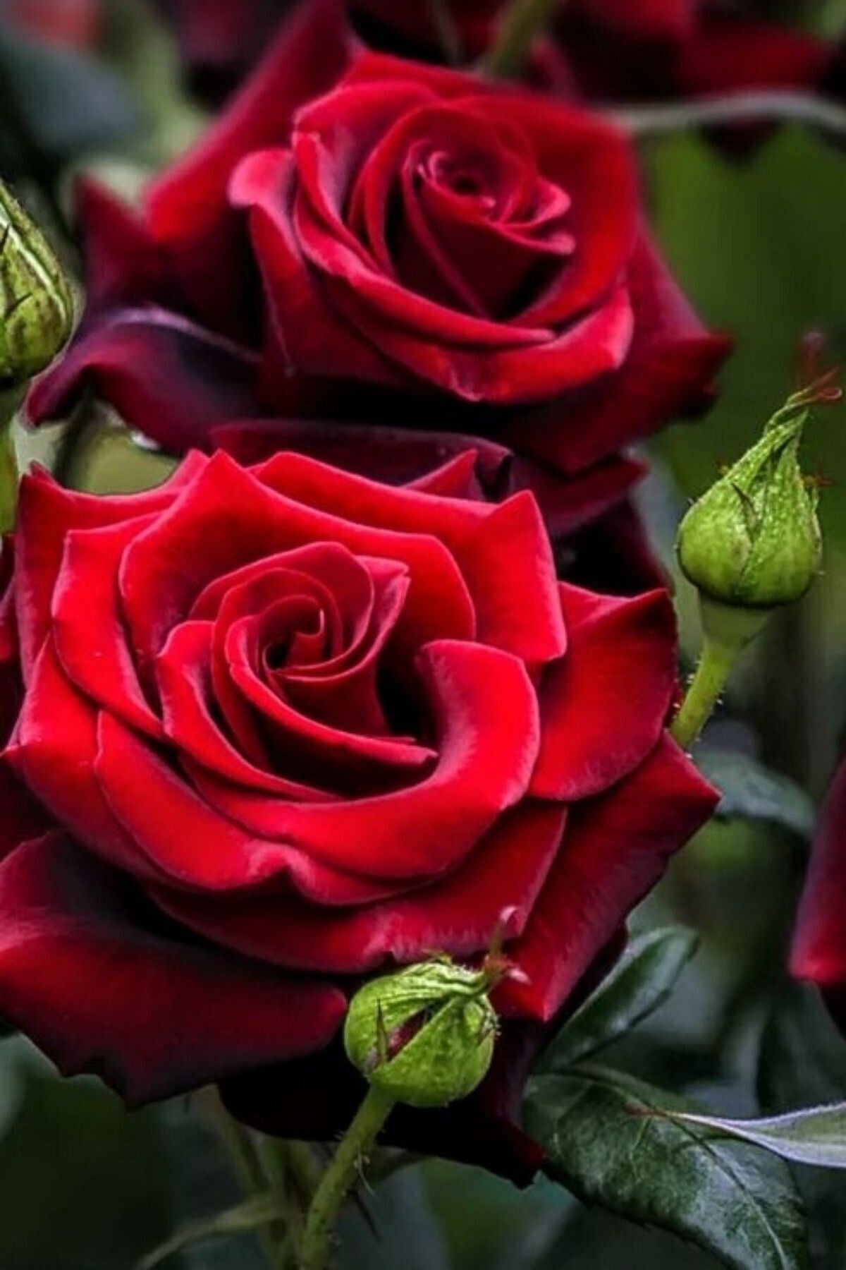 Scarlet kırmızı gül soğanı dikime hazır açık kök 23-25cm