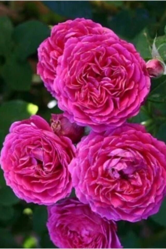 Pembe reçelllik aromatik gül fidesi  açık kök dikime hazır 23-25cm