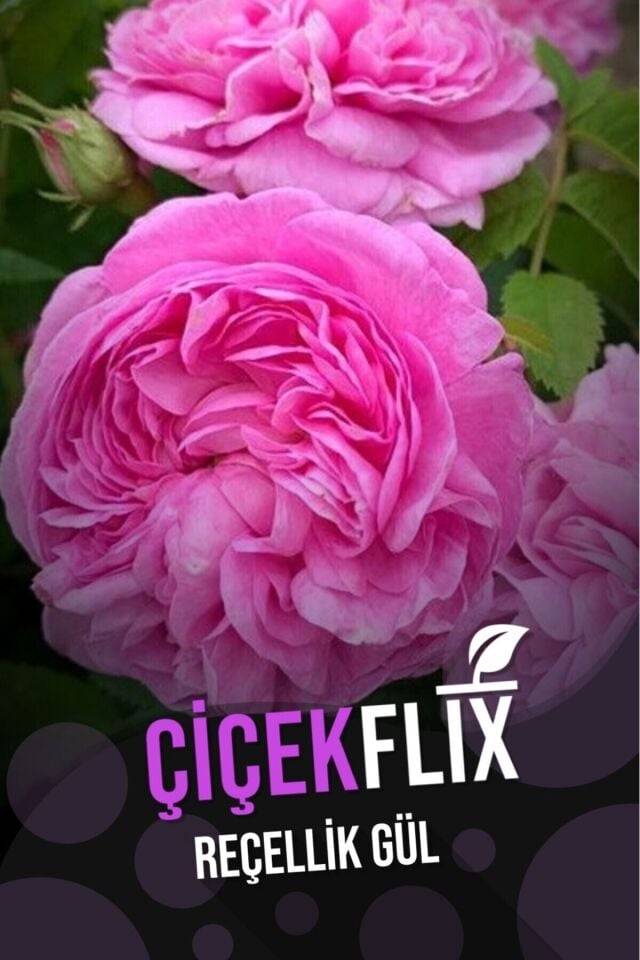 Pembe reçelllik aromatik gül fidesi  açık kök dikime hazır 23-25cm