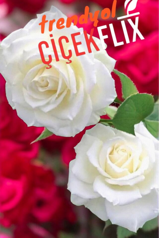 beyaz gül  soğanı  katmerli  dikime hazır 20-24cm açık kök