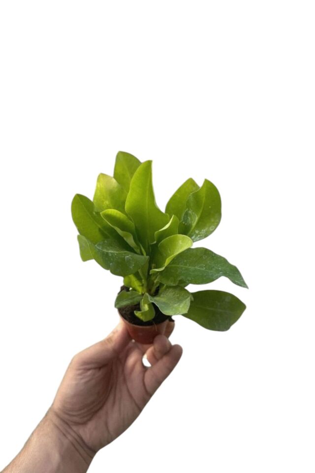 Sarı yellow   eubhorbia aşılı  bolçiçek cins mini boy 10-15cm