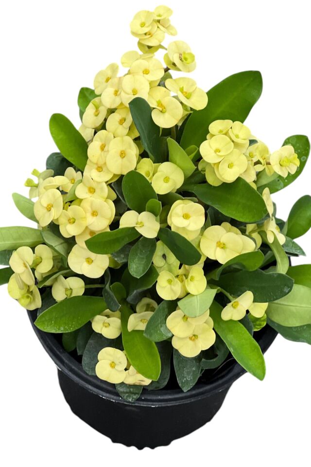 Sarı yellow   eubhorbia aşılı  bolçiçek cins mini boy 10-15cm