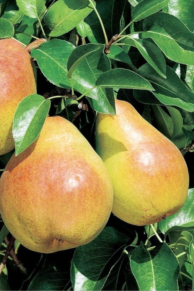 Deveci Armut Dış Mekan Ağacı 2 Yaş ( Aşılı )fidanı 100cm ( Açık Köklü )dikime Hazır