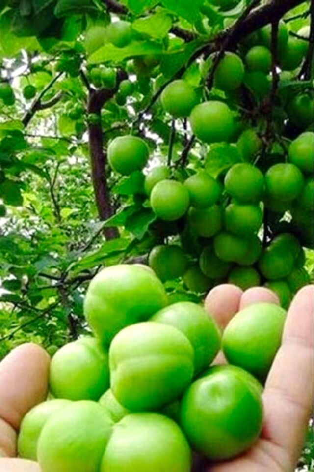 Yeşil Papaz Erik Meyve Fidanı 2 Yaş ( Aşılı )fidanı 100-120 Cm.( Açık Köklü )dikime Hazır