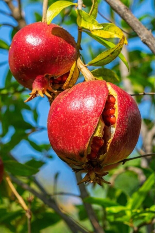Hicaz Narı (TALI VE EKŞİ) Meyve Fidanı 2 Yaş ( Aşılı )fidanı 85-100cm ( Açık Köklü )dikime Hazır