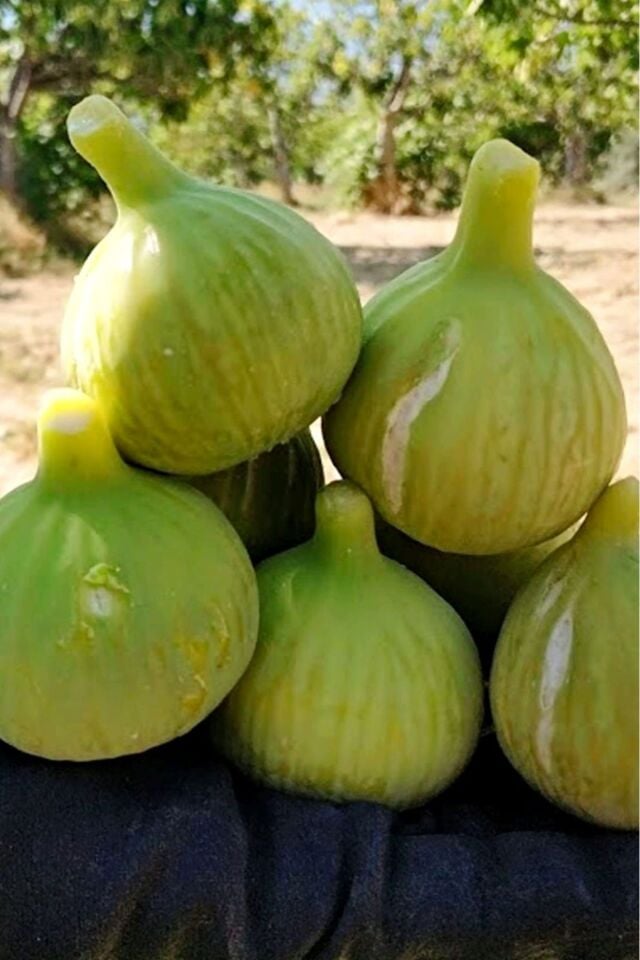 Aydın Incir Yemiş Meyve Fidanı 2 Yaş ( Aşılı )fidanı 100-120 Cm ( Açık Köklü )dikime Hazır