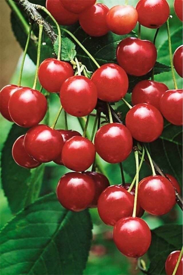 Kütahya Vişne Fidesi 2 Yaş ( Aşılı )fidanı 85-100cm ( Açık Köklü )dikime Hazır