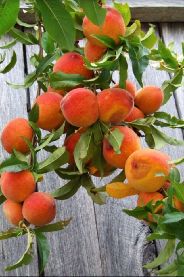 Red Haven Şeftali Fidesi 2 Yaş ( Aşılı )fidanı 100-120 Cm.( Açık Köklü )dikime Hazır