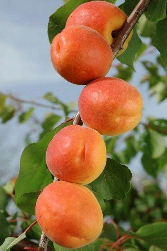 Alyanak Kayısı Ağacı 2 Yaş ( Aşılı )fidanı 50-60cm ( Açık Köklü )dikime Hazır