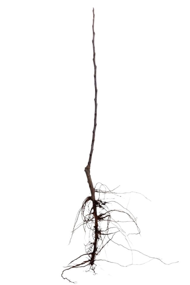 Alyanak Kayısı Ağacı 2 Yaş ( Aşılı )fidanı 50-60cm ( Açık Köklü )dikime Hazır