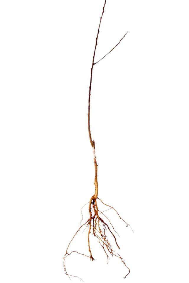 Şekerpare Kayısı Meyve Fidanı 2 Yaş ( Aşılı )fidanı 100-120 Cm. ( Açık Köklü )dikime Hazır