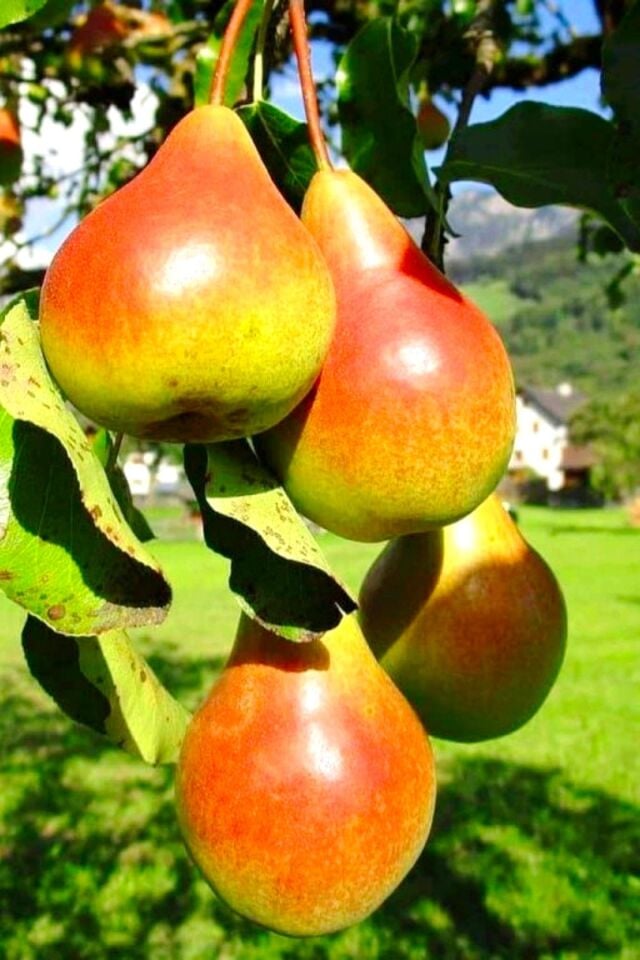 Armut Santamaria Fidesi 2 Yaş ( Aşılı )fidanı 100cm Üstü ( Açık Köklü )dikime Hazır