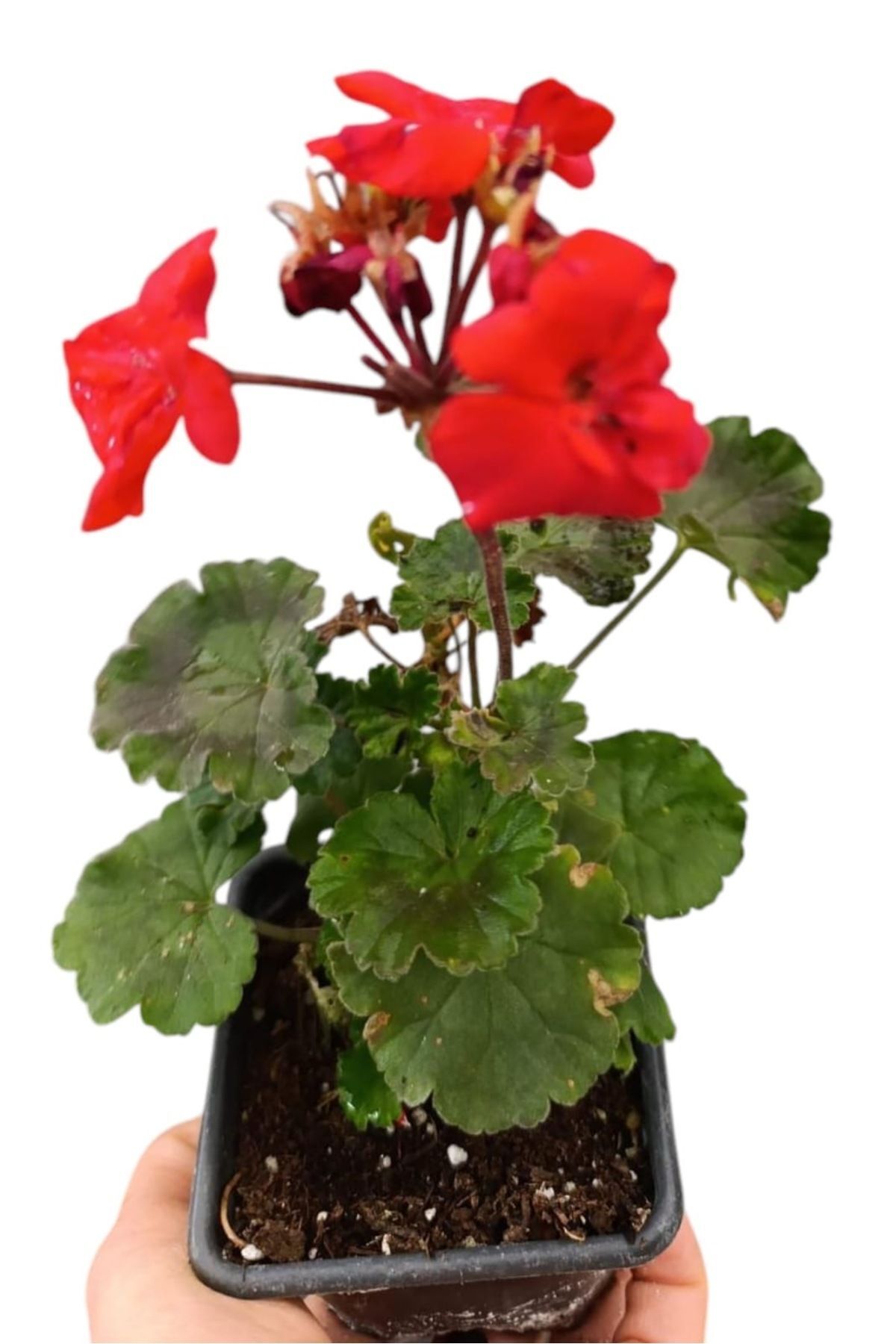 Sardunya bitkisi kırmızı renk 20-24 cm