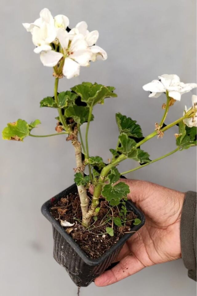 Sardunya pelargonium beyaz renk balkon ve salon bitkisi 20-24 cm