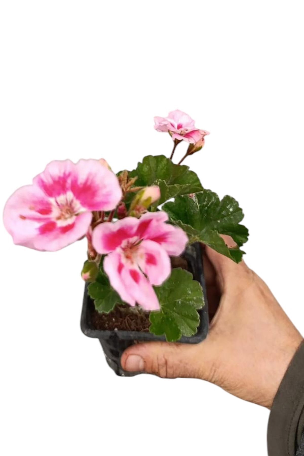 Sardunya  çiçegi  salon ve balkonda bakılır prenses pembe 20-24cm