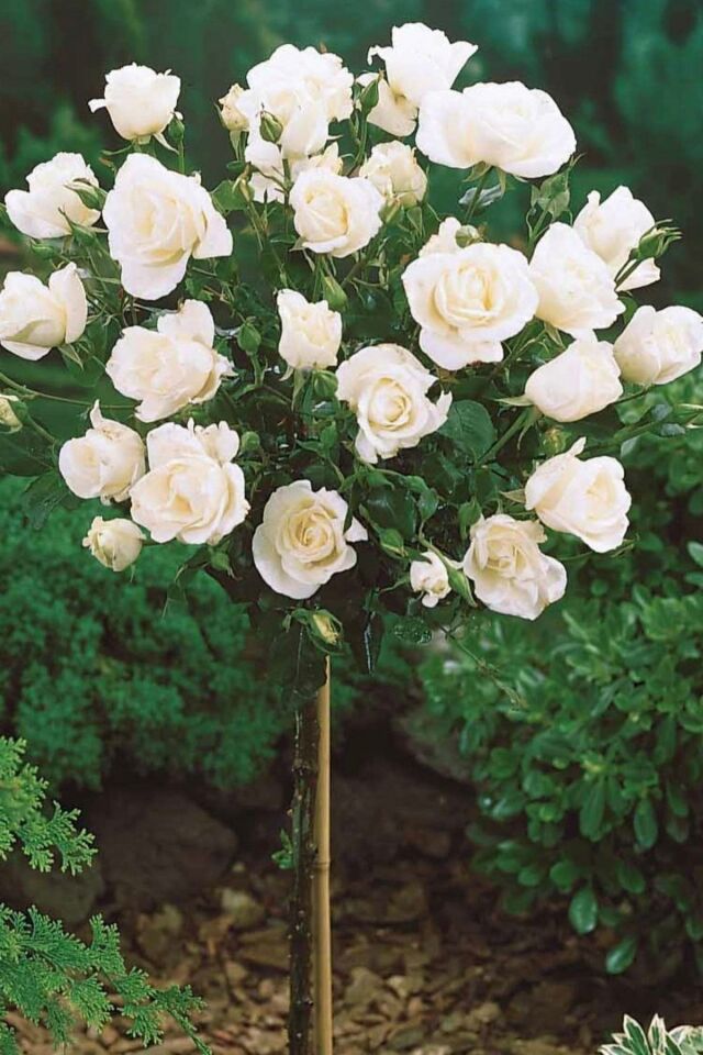 Beyaz baston gül aşılı yediveren açık kök dikime hazır 35-36cm