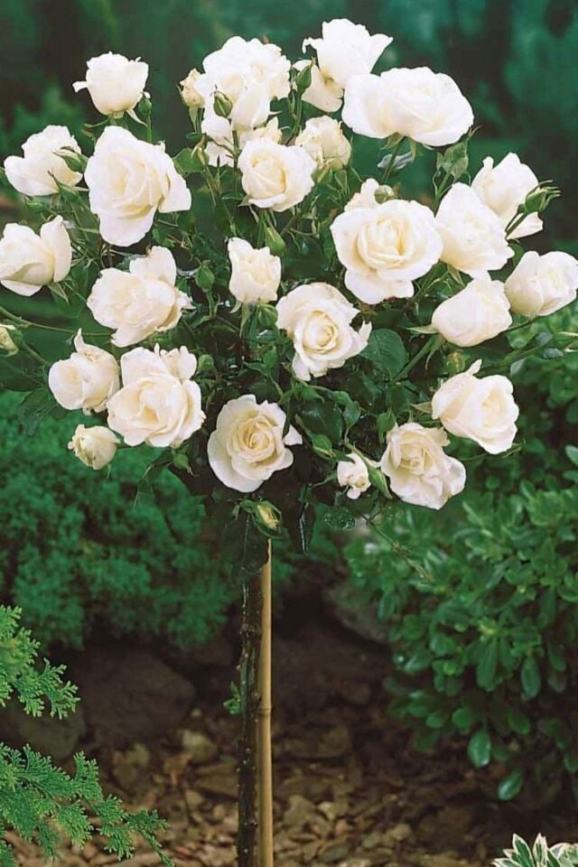 Beyaz baston gül aşılı yediveren açık kök dikime hazır 35-36cm