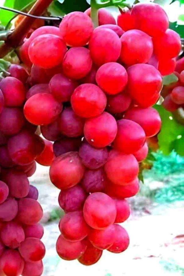Flame Seedless  bodur pembe üzüm fidesi dikime hazır açık kök 39-41cm