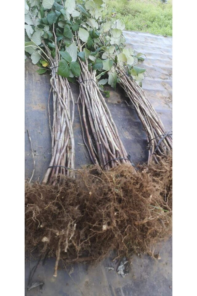 Ballı tatlı Honey  dikensiz Sarmaşık cins  böğürtlen bitkisi dikime hazır 52-58cm