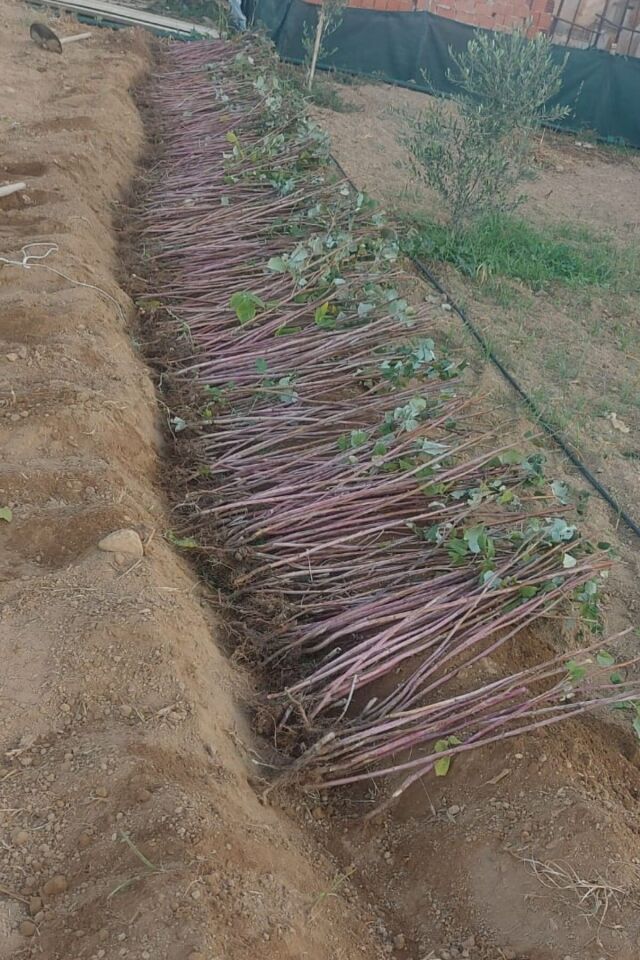 Ballı tatlı Honey  dikensiz Sarmaşık cins  böğürtlen bitkisi dikime hazır 52-58cm
