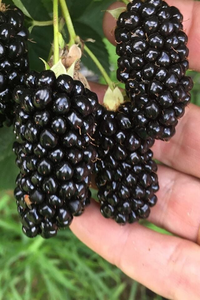 Ballı tatlı Honey  dikensiz Sarmaşık cins  böğürtlen bitkisi dikime hazır 52-58cm