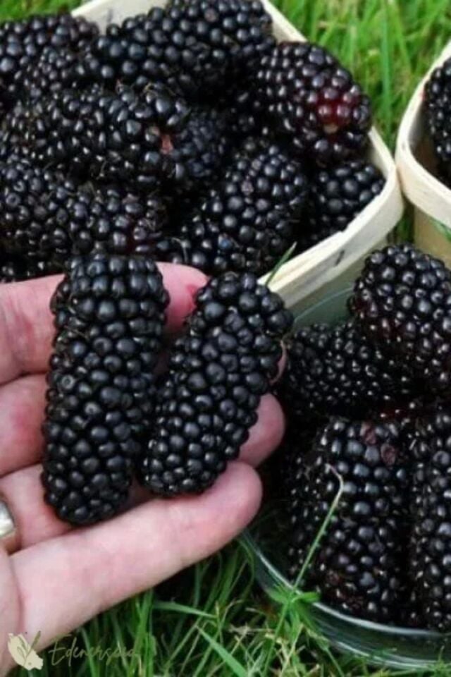 Jumbo Dış mekan  böğürtlen  dikensiz açık kök dikime hazır 50-55cm