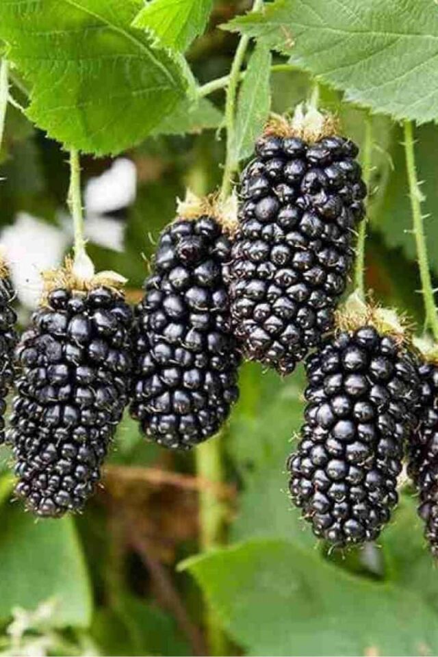BlackBerry Aşılı Dikensiz böğürtlen fidanı açık kök dikime hazır 50-60cm