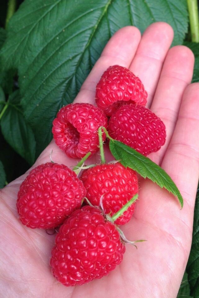 Tatlı Aşılı Dikensiz  Ahududu crimson cins açık kök dikime hazır 60-70cm