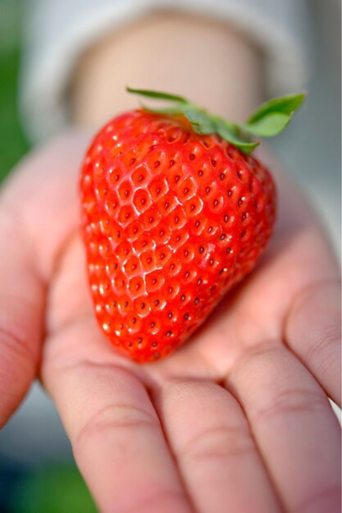 Çilek meyvesi fidanı Rubygem cins aşırı tatlı bol verimli 17cm topraklı dikime hazır 1 adet