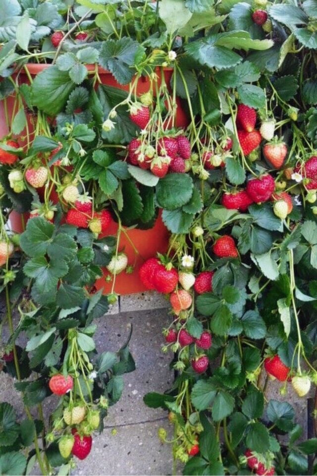 Çilek bitkisi saran cins  bol verimli Rubygem topraklı tutmuş dikime hazır 14-15cm