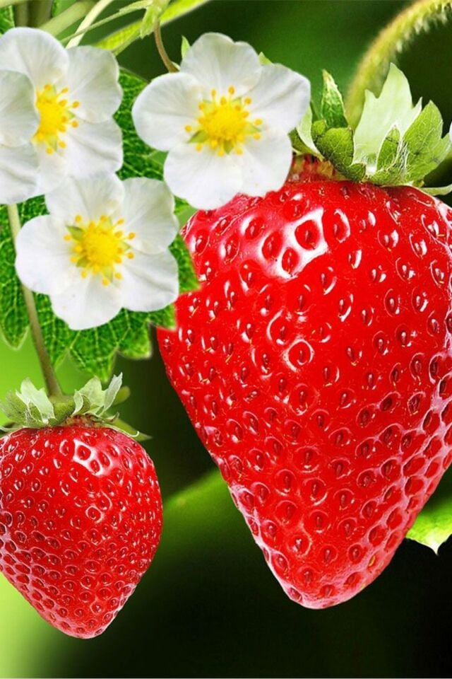 Çilek bitkisi saran cins  bol verimli Rubygem topraklı tutmuş dikime hazır 14-15cm