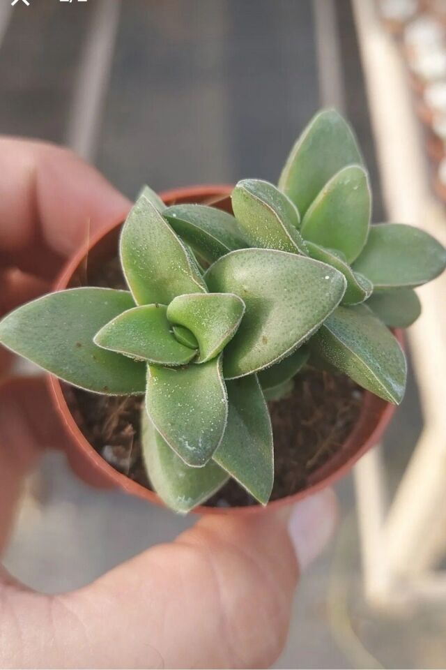 Loya hoya çiçeği   springtime uzayan sarkan cins   minik 5.5cm