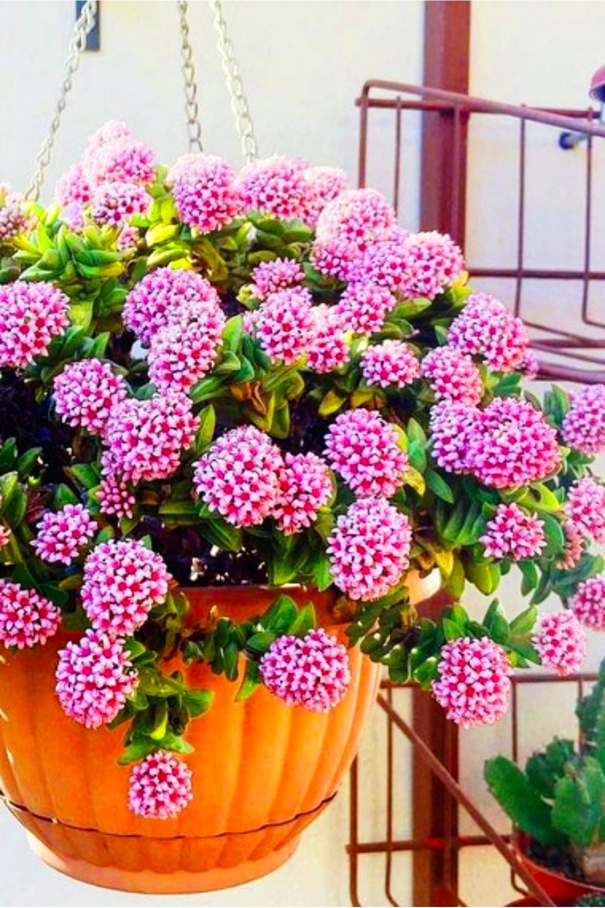 Loya hoya çiçeği   springtime uzayan sarkan cins   minik 5.5cm