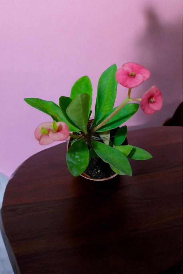 TAÇ  ÇİÇEĞİ  PEMBE AŞILI BÜYÜYEN CİNS  BAHÇE VE BALKON ÇİÇEĞİ MİNİK 15*16CM