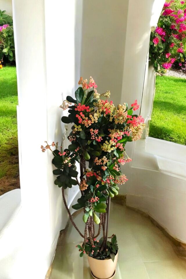 TAÇ  ÇİÇEĞİ  PEMBE AŞILI BÜYÜYEN CİNS  BAHÇE VE BALKON ÇİÇEĞİ MİNİK 15*16CM
