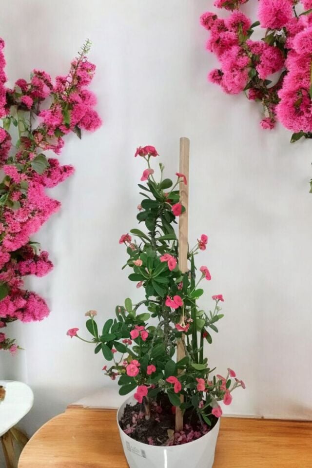 Bodur olan cins  pembe  taç çiçeği minik 16.17cm