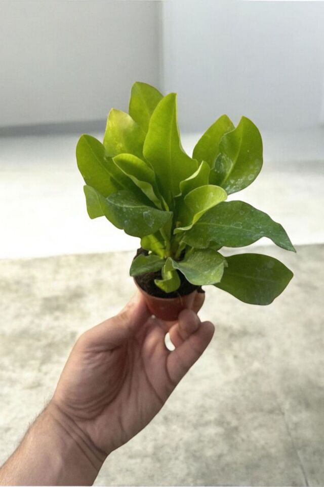 Dış mekanda bakılan  dayanıklı cins  pembe euphorbia taç çiçeği minik 16.17cm